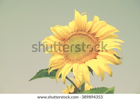 sunflower with filter effect retro vintage style