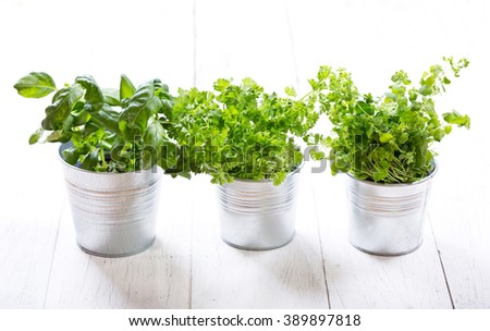 fresh green herbs in pots on a wooden table Royalty-Free Stock Photo #389897818