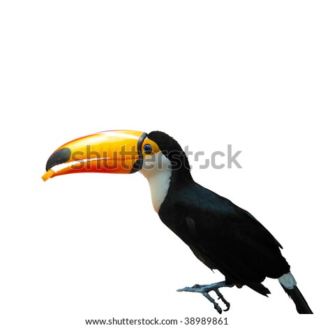 Toucan with White Background