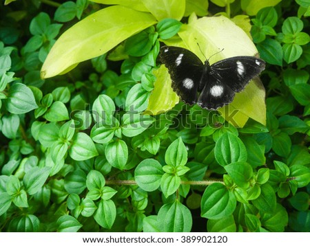 A beautiful black color butterfly on a leaf, horizontal picture