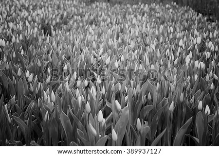 black and white texture tulips