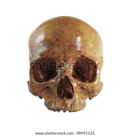 A front picture of a skull
