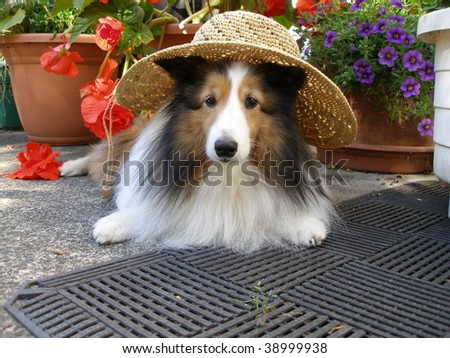 Sheltie with a straw hat on a patio garden