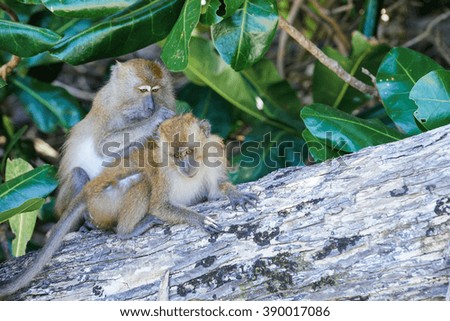 Mother and son, Selective focus on monkeys