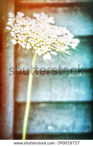 Beautiful gentle white spring flower over wooden background, grunge style photo, cute vintage greeting card 
