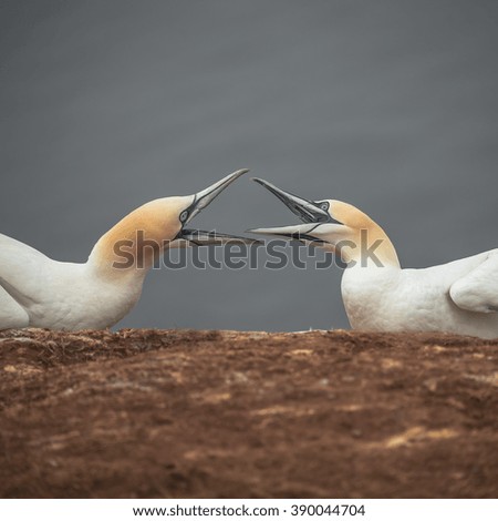 Argue of two wild gannets at island Helgoland, Germany, summer, 2015