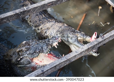Crocodiles Busy Eating