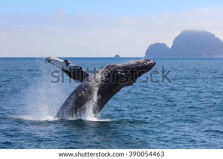 Humpback Whale breaching Kenai Fjords National Park Alaska Royalty-Free Stock Photo #390054463