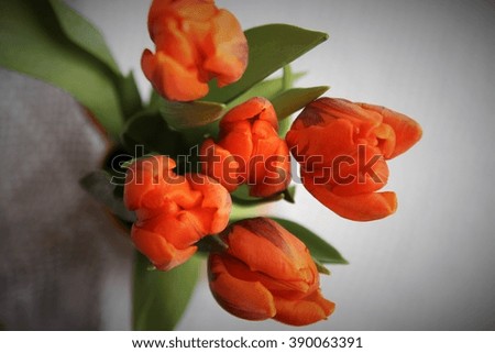 easter and spring decoration with tulip flowers. Lace