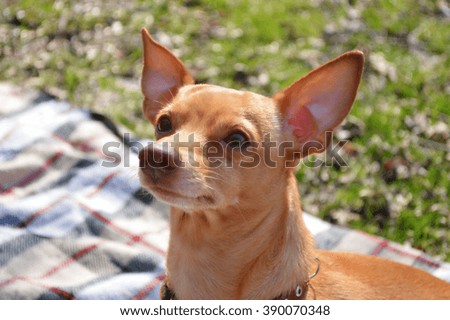 pinscher dog resting in the park