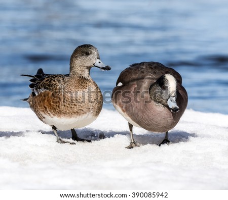 Male and Female American Wigeons in Early Spring