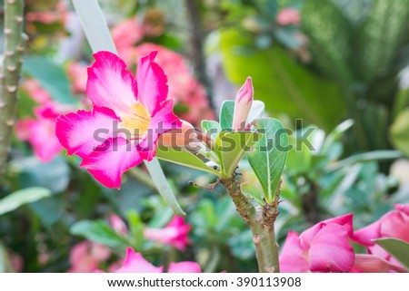 Desert rose flowers in garden,Impala Lily,Adenium flower