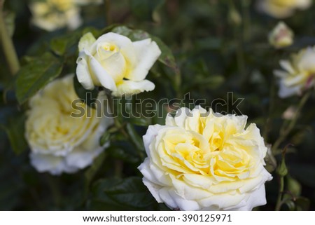 Rose bush close up