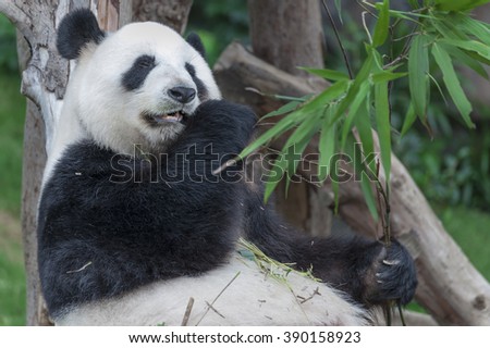 Giant panda bear eating bamboo leaf