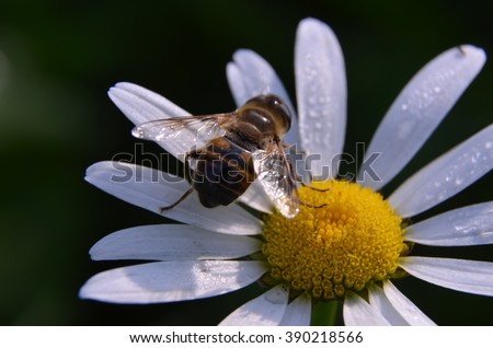 bee on camomile flower and water drops