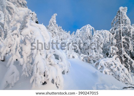pine trees in snow, russian winter, outdoor, snowy pines in sunny day
