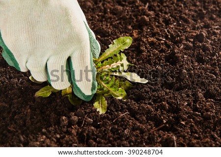 Close up view on unidentifiable gardener cloth and rubber glove pulling up single broad leaf weed from patch of bare garden soil