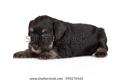 schnauzer puppy lying down