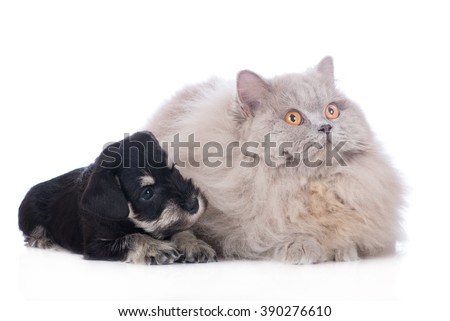 schnauzer puppy and british longhair cat