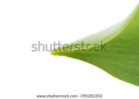 Drop of water on leaf isolated on a white background.
