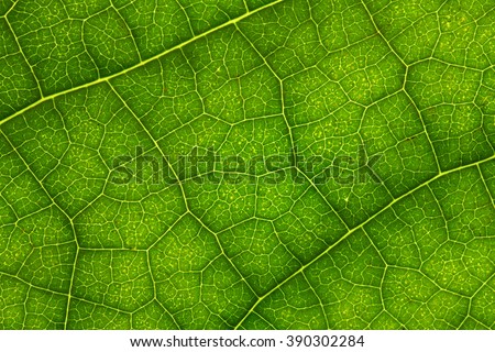 Leaf Texture./ Leaf Texture. Royalty-Free Stock Photo #390302284