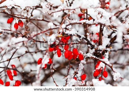 Branch with red berries covered with snow on a frosty day; note shallow depth of field