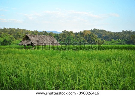 Cottage and Rice Field in Thailand