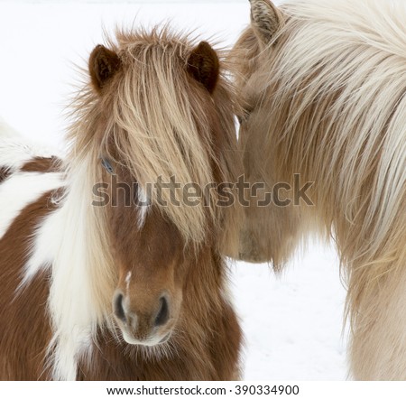 Portrait of Icelandic horses with long mane and forelock in winter Royalty-Free Stock Photo #390334900