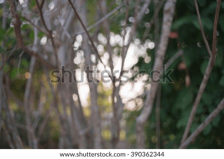 Blurred tree branch