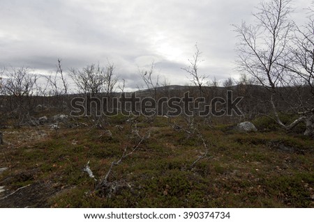 Tundra / Tundra is type of biome where the tree growth is hindered by low temperatures and short growing seasons. Arctic tundra occurs in the far Northern Hemisphere, north of the taiga belt.
