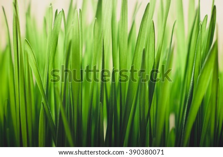 Fresh Spring Grass Background. 