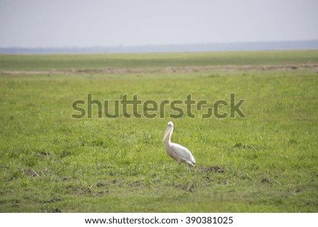 Pelican on grass field.Wildlife.travel photo.grass background