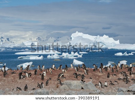 Large colony of gentoo penguins, with floating icebergs in blue sea background, sunny day, Antarctic Peninsula