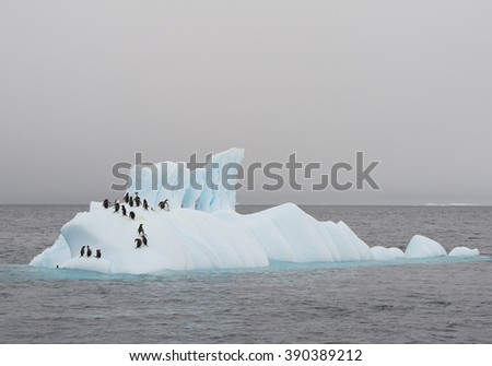 Group of gentoo penguins on the floating iceberg, grey sea and sky, Antarctic Peninsula
