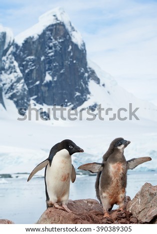 Adelie penguin with chick standing on the rock, high rocky mountain covered by snow in background, Antarctic Peninsula