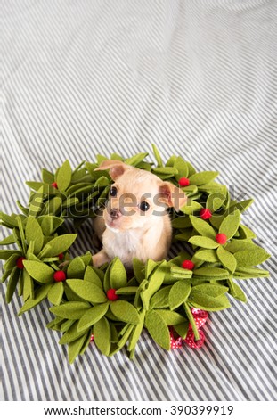 Tiny Tan Colored Chihuahua Puppy Sitting on Christmas Wreath
