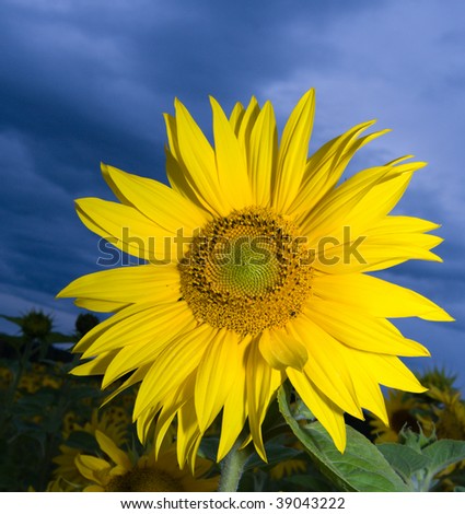 close up picture of a sunflower in dramatic weather