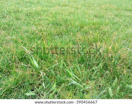 Field of green grass.Green grass texture.Grass background