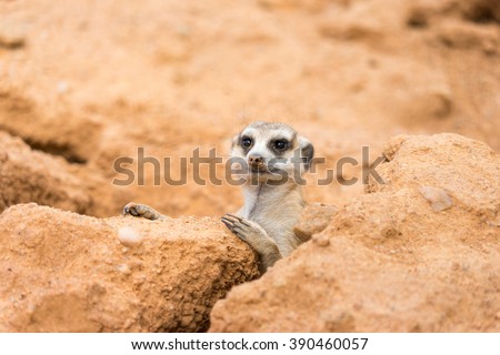 Meerkat's moving out from his hole