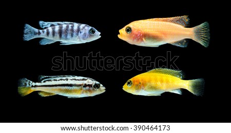 Malawi Aquarium Fish Cichlidae family.
