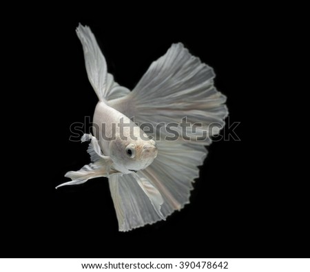  white Fighting fish isolated on a black background.