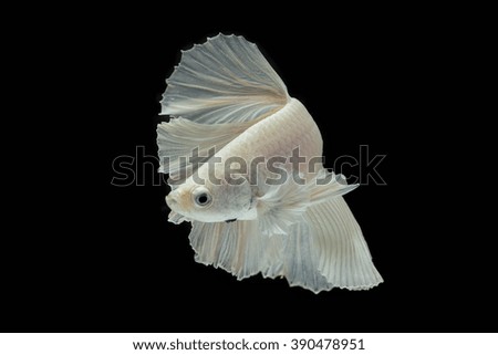  white Fighting fish isolated on a black background.