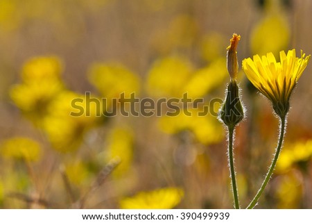 Spring yellow flower. Lactuca in a grass field with empty space for place logos or typography. Nice picture to decorate season campaigns.