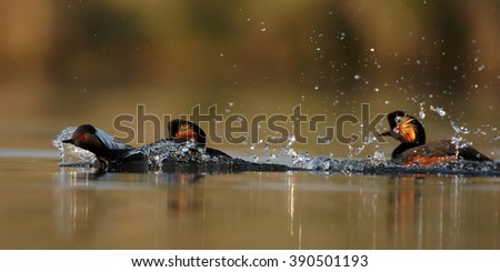 Three colorful Black-necked Grebes, Podiceps nigricollis in fight during mating season, fast swimming and splashing water, photo taken from water level with floating hide. Spring, Europe.