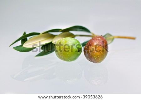 Olive on branch stock photo