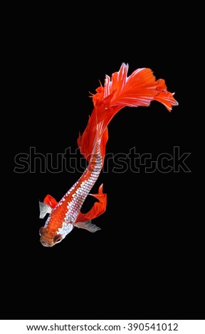Thailand fighting fish in red and white color on isolate background are swimming.