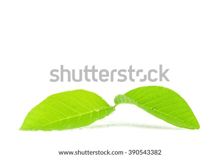 Water drop on fresh green leaf isolated on white background