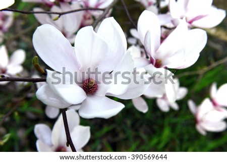 The flowers of magnolia in march