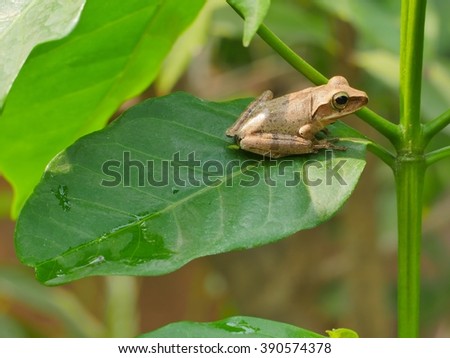 Frog on Coffee Tree Leaf