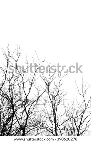 Abstract symbol idea. The sadness of tree, Leaves branch silhouette with black and white style.